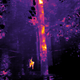 An orangutan caught from the ground using the drone’s thermal camera.
